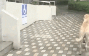 疯狂狗宝贝(疯狂狗宝贝光碟能卖多少)-警犬训练器材厂家 _警犬训练用品_工作犬训练用品-南京开久警犬装备