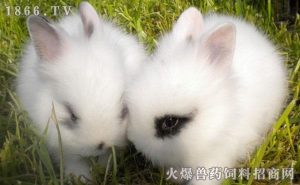 宠物兔吃什么宠物兔养殖狗狗品种-警犬训练器材厂家 _警犬训练用品_工作犬训练用品-南京开久警犬装备