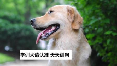 怎么训狗(怎样教狗狗到指定地点大小便) - 警犬训练器材厂家 _警犬训练用品_工作犬训练用品-南京开久警犬装备-警犬训练器材厂家 _警犬训练用品_工作犬训练用品-南京开久警犬装备