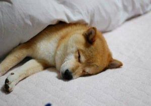 狗狗不吃东西怎么办狗狗不吃东西的处理办法-警犬训练器材厂家 _警犬训练用品_工作犬训练用品-南京开久警犬装备