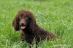 不掉毛的狗狗品种(不掉毛的狗狗品种 *** )-警犬训练器材厂家 _警犬训练用品_工作犬训练用品-南京开久警犬装备