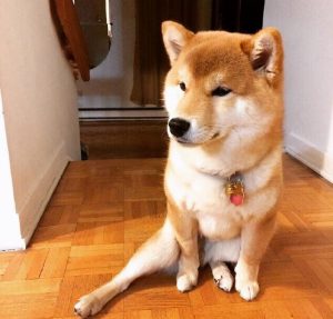 成都哪里宠物犬？哪里有卖纯种宠物犬-警犬训练器材厂家 _警犬训练用品_工作犬训练用品-南京开久警犬装备