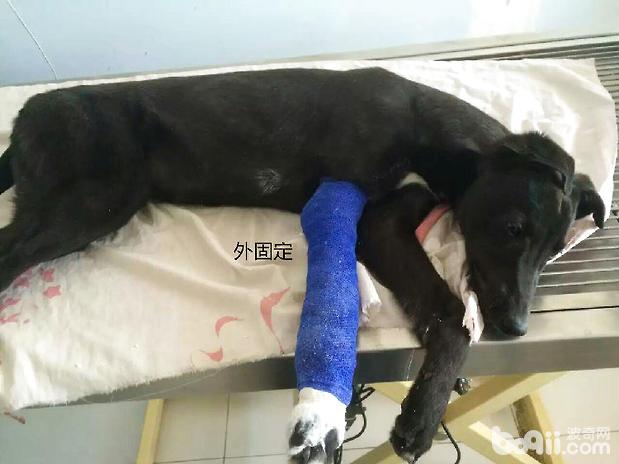 狗的奇型腿怎么治？ - 警犬训练器材厂家 _警犬训练用品_工作犬训练用品-南京开久警犬装备-警犬训练器材厂家 _警犬训练用品_工作犬训练用品-南京开久警犬装备