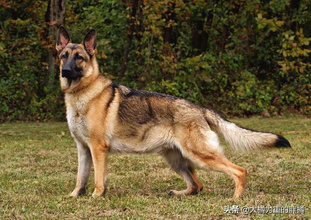 牧羊犬的种类(边牧牧羊犬 *** ) - 警犬训练器材厂家 _警犬训练用品_工作犬训练用品-南京开久警犬装备-警犬训练器材厂家 _警犬训练用品_工作犬训练用品-南京开久警犬装备