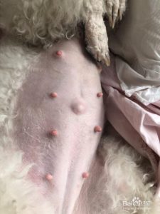 狗狗怀孕生产前的预兆(狗狗怀孕多久生产)-警犬训练器材厂家 _警犬训练用品_工作犬训练用品-南京开久警犬装备