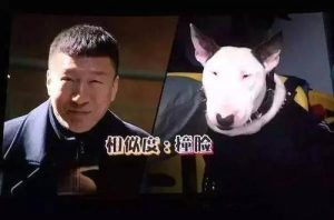 林永健狗牛头梗(林永健牛头梗对比照片)-警犬训练器材厂家 _警犬训练用品_工作犬训练用品-南京开久警犬装备