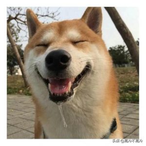 狗和犬的区别在哪里？狗和獠的区别在哪里?-警犬训练器材厂家 _警犬训练用品_工作犬训练用品-南京开久警犬装备