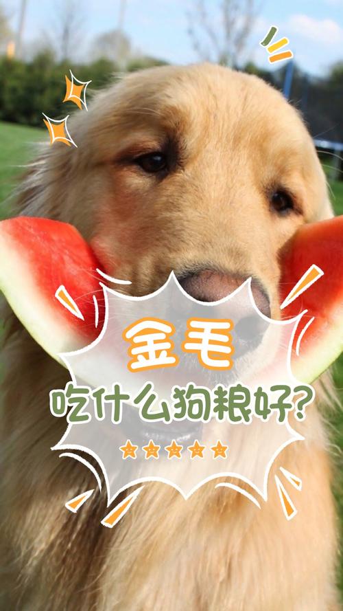 给金毛吃什么狗粮好金毛(小金毛吃什么狗粮好) - 警犬训练器材厂家 _警犬训练用品_工作犬训练用品-南京开久警犬装备-警犬训练器材厂家 _警犬训练用品_工作犬训练用品-南京开久警犬装备