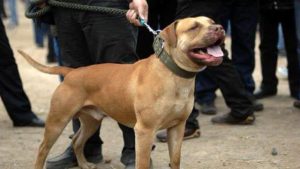 斗狗 *** 大型狗(斗狗 *** 大型狗残忍)-警犬训练器材厂家 _警犬训练用品_工作犬训练用品-南京开久警犬装备