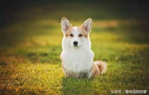 刚带回家的小狗拉肚子(小狗刚带回家怎么养)-警犬训练器材厂家 _警犬训练用品_工作犬训练用品-南京开久警犬装备