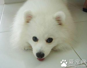 狗犬瘟能治好吗(狗犬瘟治好后有后遗症)-警犬训练器材厂家 _警犬训练用品_工作犬训练用品-南京开久警犬装备