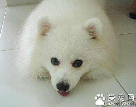 狗犬瘟能治好吗(狗犬瘟治好后有后遗症) - 警犬训练器材厂家 _警犬训练用品_工作犬训练用品-南京开久警犬装备-警犬训练器材厂家 _警犬训练用品_工作犬训练用品-南京开久警犬装备