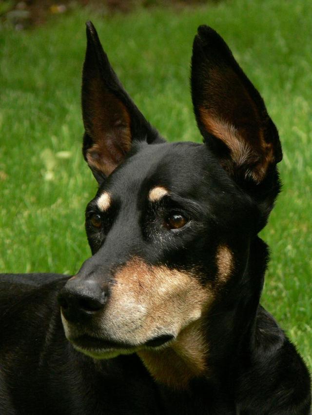 德国牧羊犬多大立耳_德国牧羊犬立耳器 *** - 警犬训练器材厂家 _警犬训练用品_工作犬训练用品-南京开久警犬装备-警犬训练器材厂家 _警犬训练用品_工作犬训练用品-南京开久警犬装备