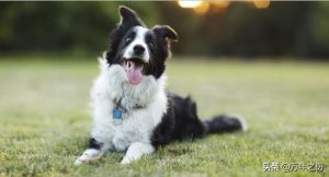 狗犬瘟怎么治疗(狗犬瘟治疗两天还吐了)-警犬训练器材厂家 _警犬训练用品_工作犬训练用品-南京开久警犬装备