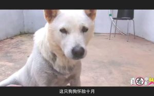 关于宠物犬的纪录片-警犬训练器材厂家 _警犬训练用品_工作犬训练用品-南京开久警犬装备