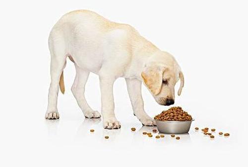 小狗可以吃什么？小狗可以吃什么蔬菜好 - 警犬训练器材厂家 _警犬训练用品_工作犬训练用品-南京开久警犬装备-警犬训练器材厂家 _警犬训练用品_工作犬训练用品-南京开久警犬装备