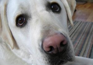 狗狗鼻子褪色，狗狗鼻子褪色结痂干裂-警犬训练器材厂家 _警犬训练用品_工作犬训练用品-南京开久警犬装备