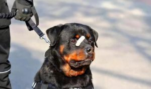 防暴犬 *** (防暴犬 *** 多少钱)-警犬训练器材厂家 _警犬训练用品_工作犬训练用品-南京开久警犬装备