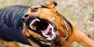 远离病犬(远离病犬[ *** 圈] 作者:superpanda)-警犬训练器材厂家 _警犬训练用品_工作犬训练用品-南京开久警犬装备