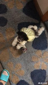 北京泰迪狗多少钱一只(三个月的小泰迪狗多少钱)-警犬训练器材厂家 _警犬训练用品_工作犬训练用品-南京开久警犬装备