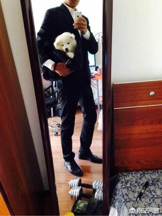 什么样的狗狗智商最高萌宠？什么样的人智商最高 - 警犬训练器材厂家 _警犬训练用品_工作犬训练用品-南京开久警犬装备-警犬训练器材厂家 _警犬训练用品_工作犬训练用品-南京开久警犬装备