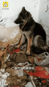 武汉宠物犬领养(武汉宠物犬市场)-警犬训练器材厂家 _警犬训练用品_工作犬训练用品-南京开久警犬装备