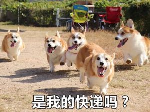 *** 的表情包( *** 的表情包 gif)-警犬训练器材厂家 _警犬训练用品_工作犬训练用品-南京开久警犬装备