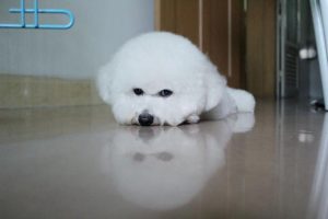 远离疾病比熊 *** 瘟热疾病的详细症状-警犬训练器材厂家 _警犬训练用品_工作犬训练用品-南京开久警犬装备