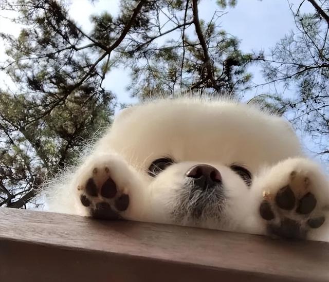 怎样选狗(怎样选土狗) - 警犬训练器材厂家 _警犬训练用品_工作犬训练用品-南京开久警犬装备-警犬训练器材厂家 _警犬训练用品_工作犬训练用品-南京开久警犬装备