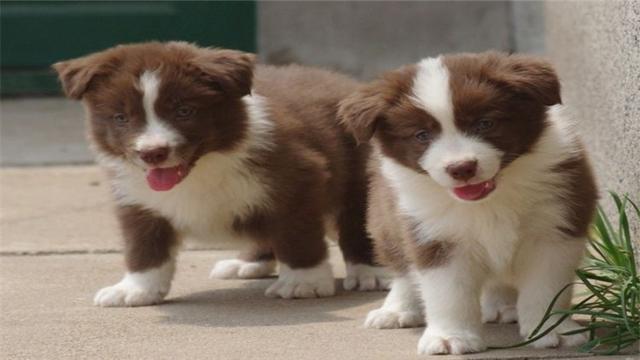 牧羊犬喜欢吃什么(牧羊犬不能吃什么食物) - 警犬训练器材厂家 _警犬训练用品_工作犬训练用品-南京开久警犬装备-警犬训练器材厂家 _警犬训练用品_工作犬训练用品-南京开久警犬装备