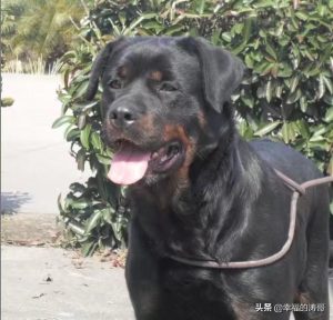 对方不想和你说话并向你扔了一只狗_对方不想和你说话并向你扔了一只狗什么意思-警犬训练器材厂家 _警犬训练用品_工作犬训练用品-南京开久警犬装备