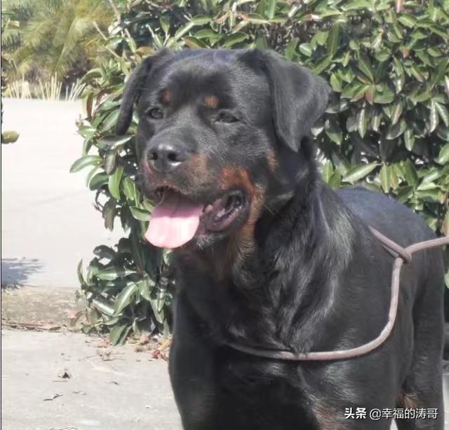 对方不想和你说话并向你扔了一只狗_对方不想和你说话并向你扔了一只狗什么意思 - 警犬训练器材厂家 _警犬训练用品_工作犬训练用品-南京开久警犬装备-警犬训练器材厂家 _警犬训练用品_工作犬训练用品-南京开久警犬装备