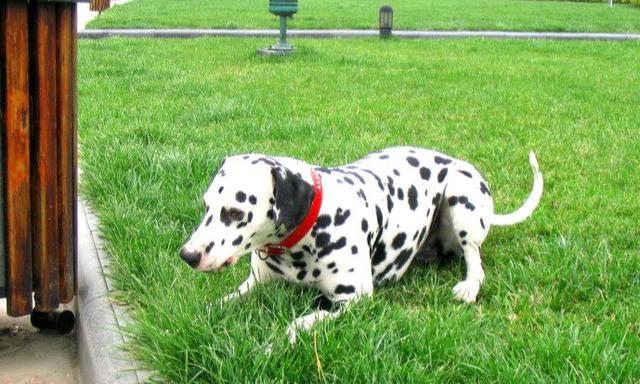 奇努克犬哪种颜色好问答(奇努克犬有几种颜色) - 警犬训练器材厂家 _警犬训练用品_工作犬训练用品-南京开久警犬装备-警犬训练器材厂家 _警犬训练用品_工作犬训练用品-南京开久警犬装备
