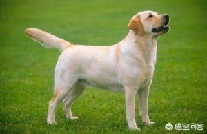 长不大的狗有哪些长不大的狗狗种类-警犬训练器材厂家 _警犬训练用品_工作犬训练用品-南京开久警犬装备