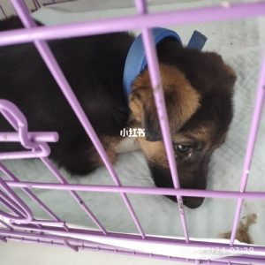 狗冠状过几天就安全了？两个月狗狗冠状过几天就安全了-警犬训练器材厂家 _警犬训练用品_工作犬训练用品-南京开久警犬装备