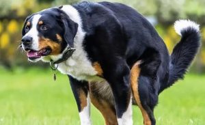 秋天狗狗吃什么肉好牛肉能够促进狗狗生长发育-警犬训练器材厂家 _警犬训练用品_工作犬训练用品-南京开久警犬装备