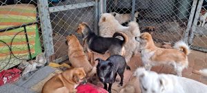 北京狗狗救助站哪里有(北京狗狗救助站 *** 号码)-警犬训练器材厂家 _警犬训练用品_工作犬训练用品-南京开久警犬装备