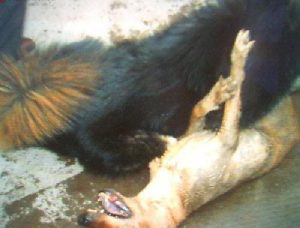 比特犬15分钟咬死藏獒(藏獒)-警犬训练器材厂家 _警犬训练用品_工作犬训练用品-南京开久警犬装备