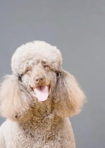 贵妇人犬_贵妇人犬是泰迪吗-警犬训练器材厂家 _警犬训练用品_工作犬训练用品-南京开久警犬装备