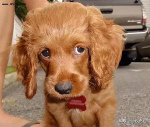 狗比人值钱(安徽女老板狗比人值钱)-警犬训练器材厂家 _警犬训练用品_工作犬训练用品-南京开久警犬装备