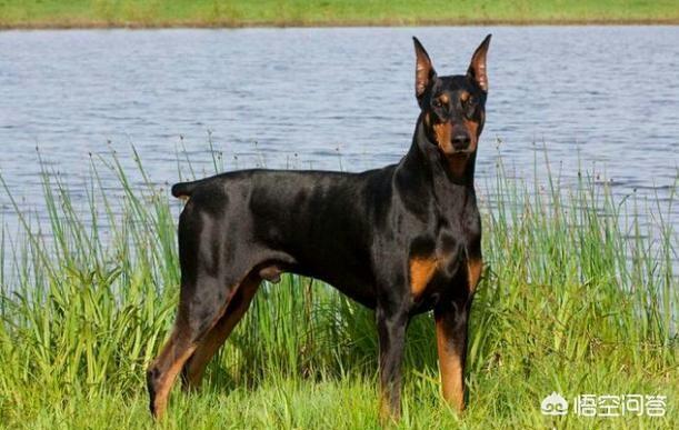 狼狗一共有多少种(狼狗分多少种) - 警犬训练器材厂家 _警犬训练用品_工作犬训练用品-南京开久警犬装备-警犬训练器材厂家 _警犬训练用品_工作犬训练用品-南京开久警犬装备