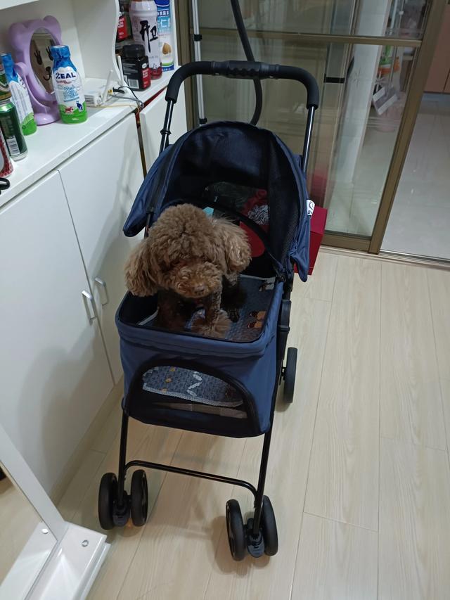 犬瘟多久能治好萌宠(狗狗得犬瘟多久能治好) - 警犬训练器材厂家 _警犬训练用品_工作犬训练用品-南京开久警犬装备-警犬训练器材厂家 _警犬训练用品_工作犬训练用品-南京开久警犬装备