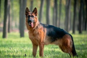 德国牧羊犬 ***   西德牧羊犬-警犬训练器材厂家 _警犬训练用品_工作犬训练用品-南京开久警犬装备