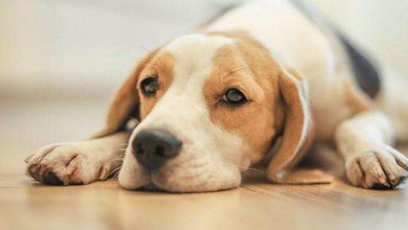 养母狗要注意什么(养母狗要注意什么事项)萌宠 - 警犬训练器材厂家 _警犬训练用品_工作犬训练用品-南京开久警犬装备-警犬训练器材厂家 _警犬训练用品_工作犬训练用品-南京开久警犬装备