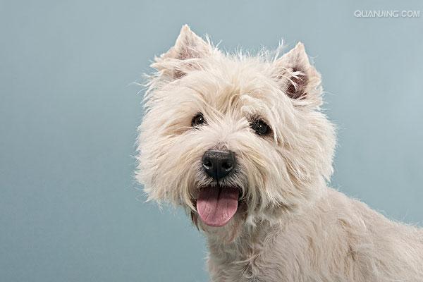 白色梗犬都有哪些 - 警犬训练器材厂家 _警犬训练用品_工作犬训练用品-南京开久警犬装备-警犬训练器材厂家 _警犬训练用品_工作犬训练用品-南京开久警犬装备