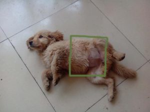 犬瘟后期(狗狗犬瘟后期抽搐有救吗)-警犬训练器材厂家 _警犬训练用品_工作犬训练用品-南京开久警犬装备