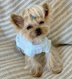 适合女生养的狗狗(适合女生养的狗狗大型犬)-警犬训练器材厂家 _警犬训练用品_工作犬训练用品-南京开久警犬装备