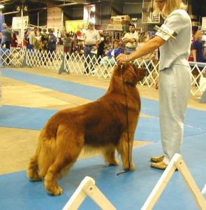 圣伯纳犬好还是金毛好_圣伯纳犬和金毛-警犬训练器材厂家 _警犬训练用品_工作犬训练用品-南京开久警犬装备