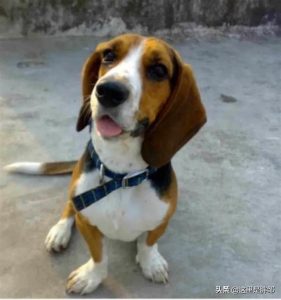 猎兔犬比格犬萌宠(萌宠成长记比格犬)-警犬训练器材厂家 _警犬训练用品_工作犬训练用品-南京开久警犬装备