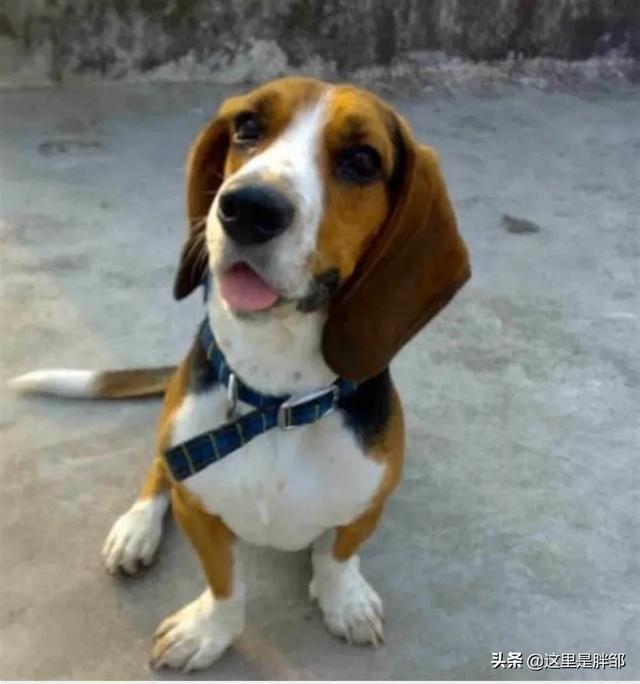 猎兔犬比格犬萌宠(萌宠成长记比格犬) - 警犬训练器材厂家 _警犬训练用品_工作犬训练用品-南京开久警犬装备-警犬训练器材厂家 _警犬训练用品_工作犬训练用品-南京开久警犬装备